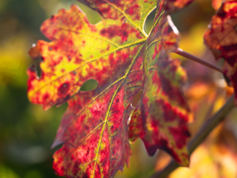 ORNELLAIA – AUTUNNO